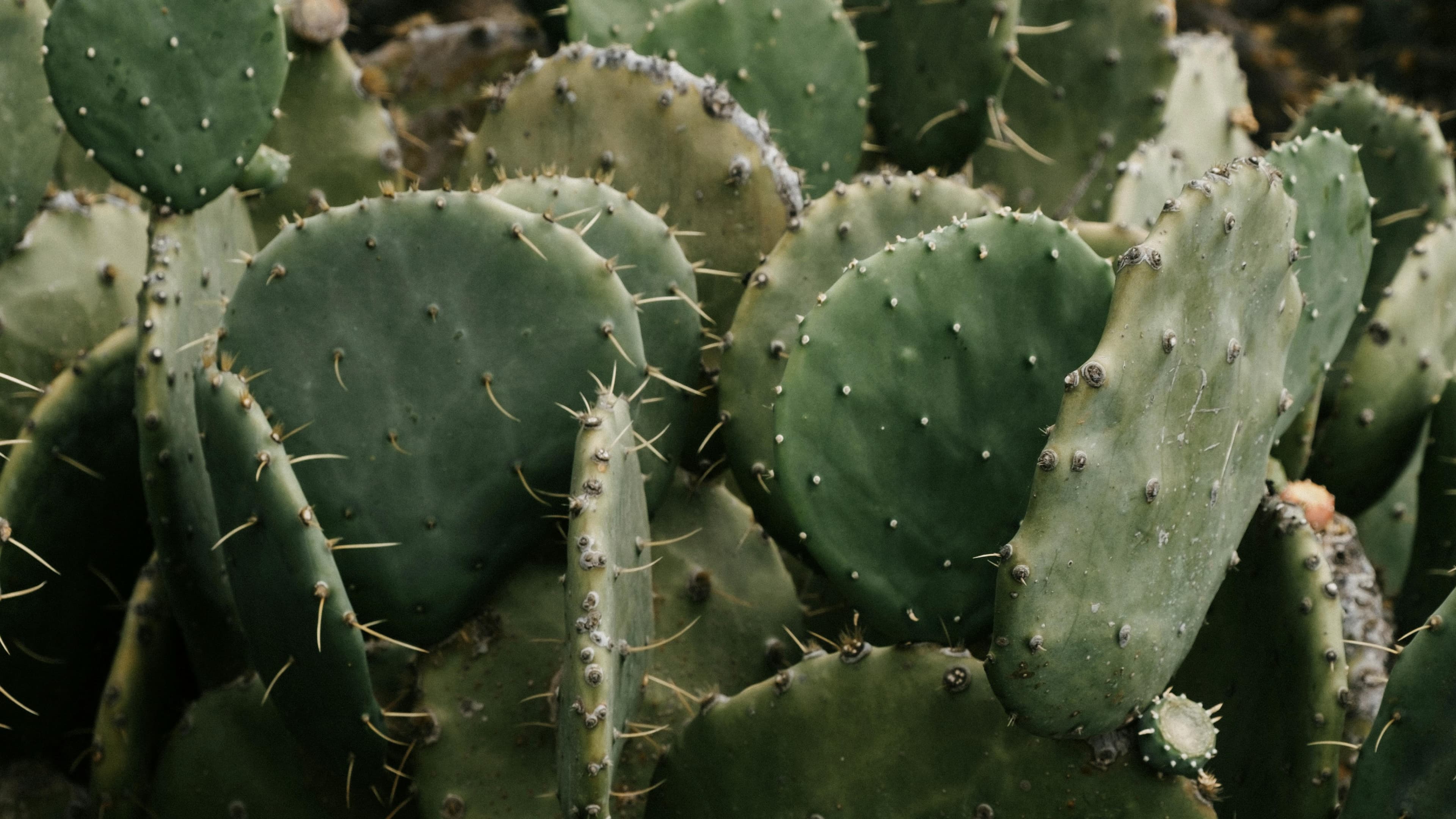 Green, flat, spiky cacti